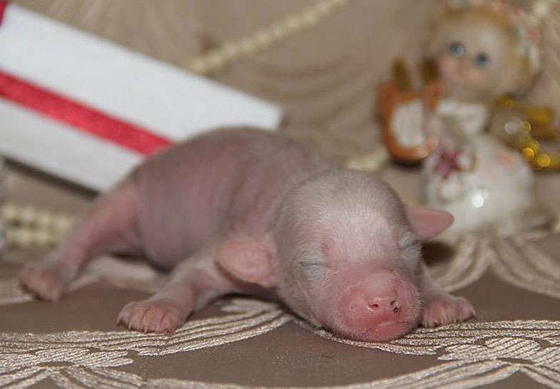 Lorita Star Elle Sveva