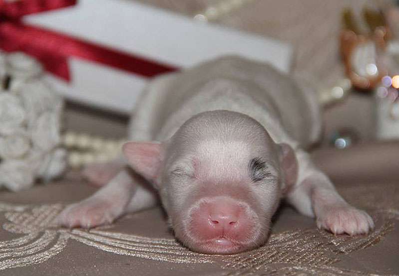 Lorita Star Enviable Chevalier