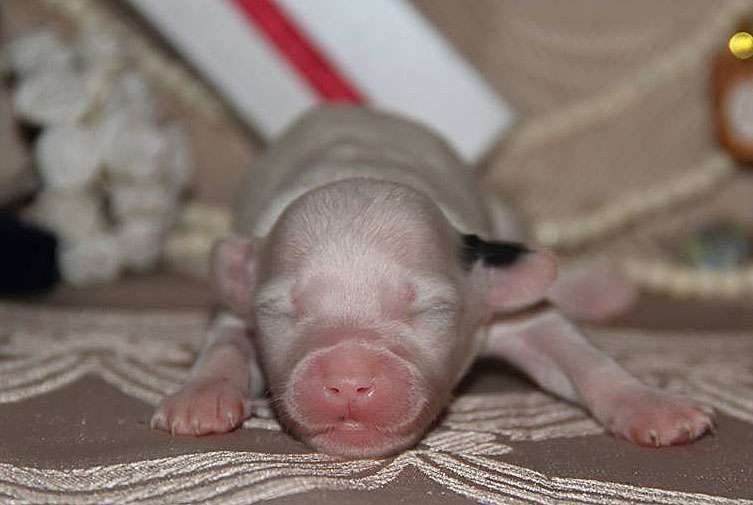 Lorita Star Energy Surge