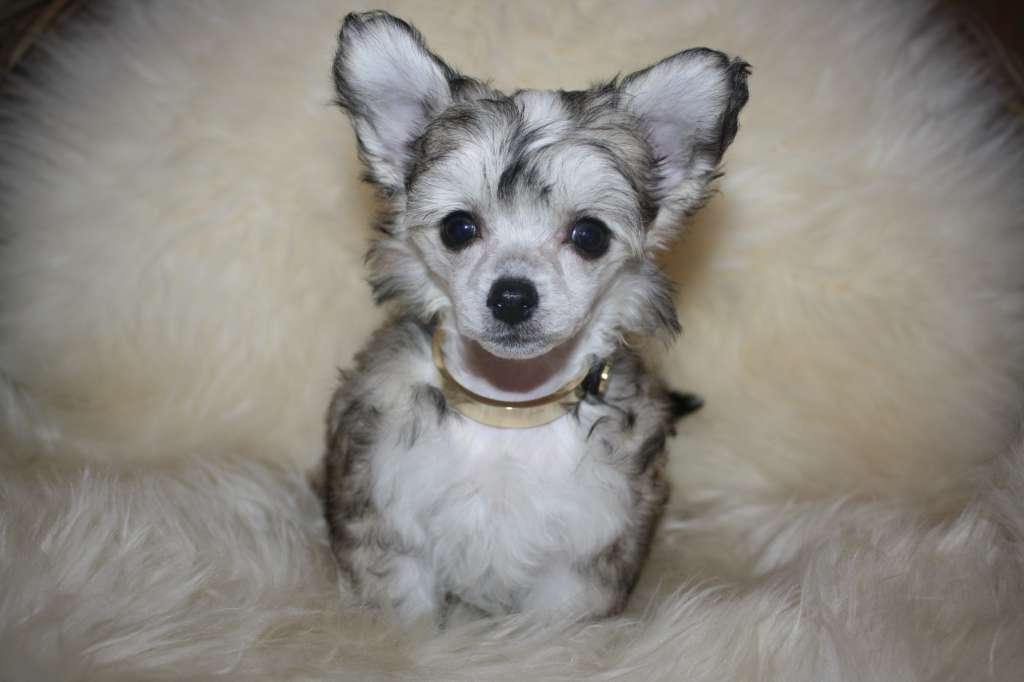 Amcockgarden's Nice Naomi Natalia