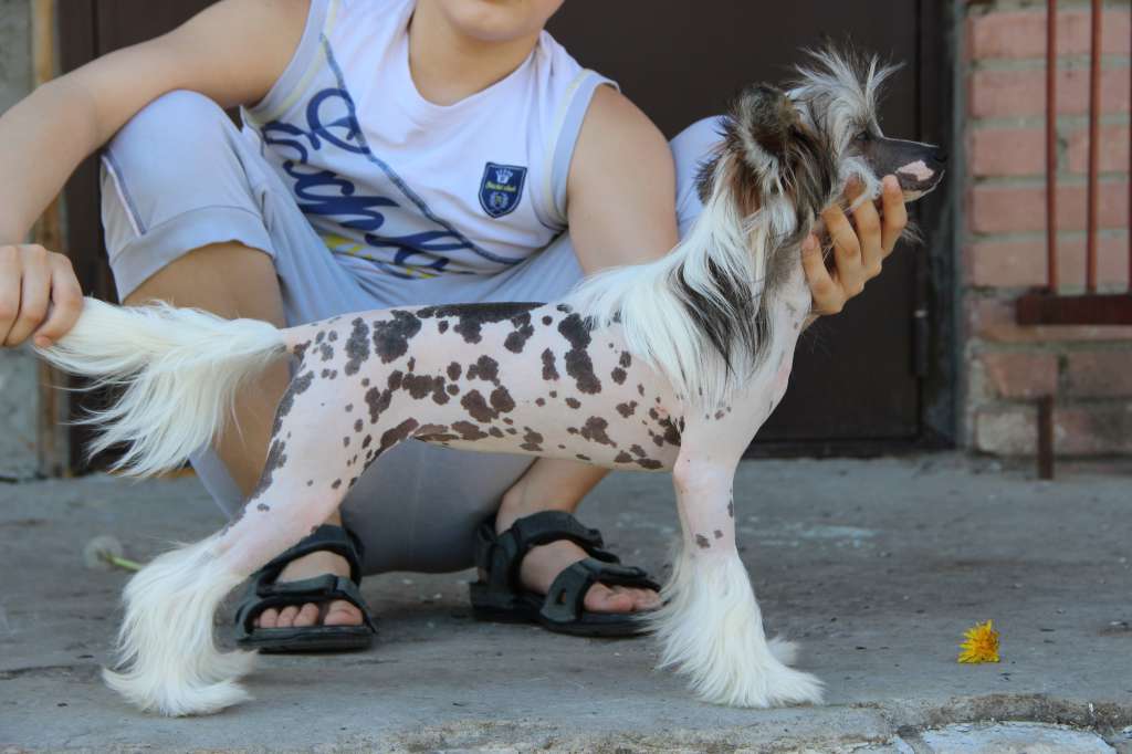 Kristal Yaniry Dance Dance Revolution