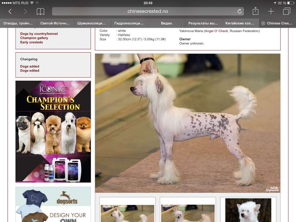 Angel O'Chek Napoleon Bonapart