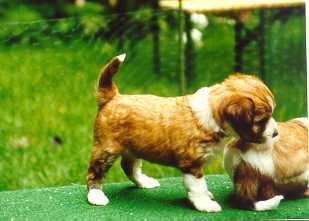 Dancing Wizard's Amber