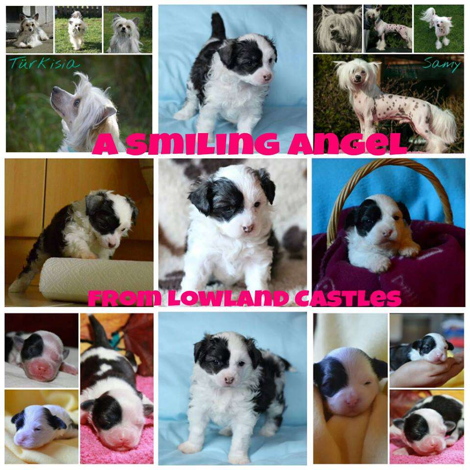 A Smiling Angel from Lowland Castles