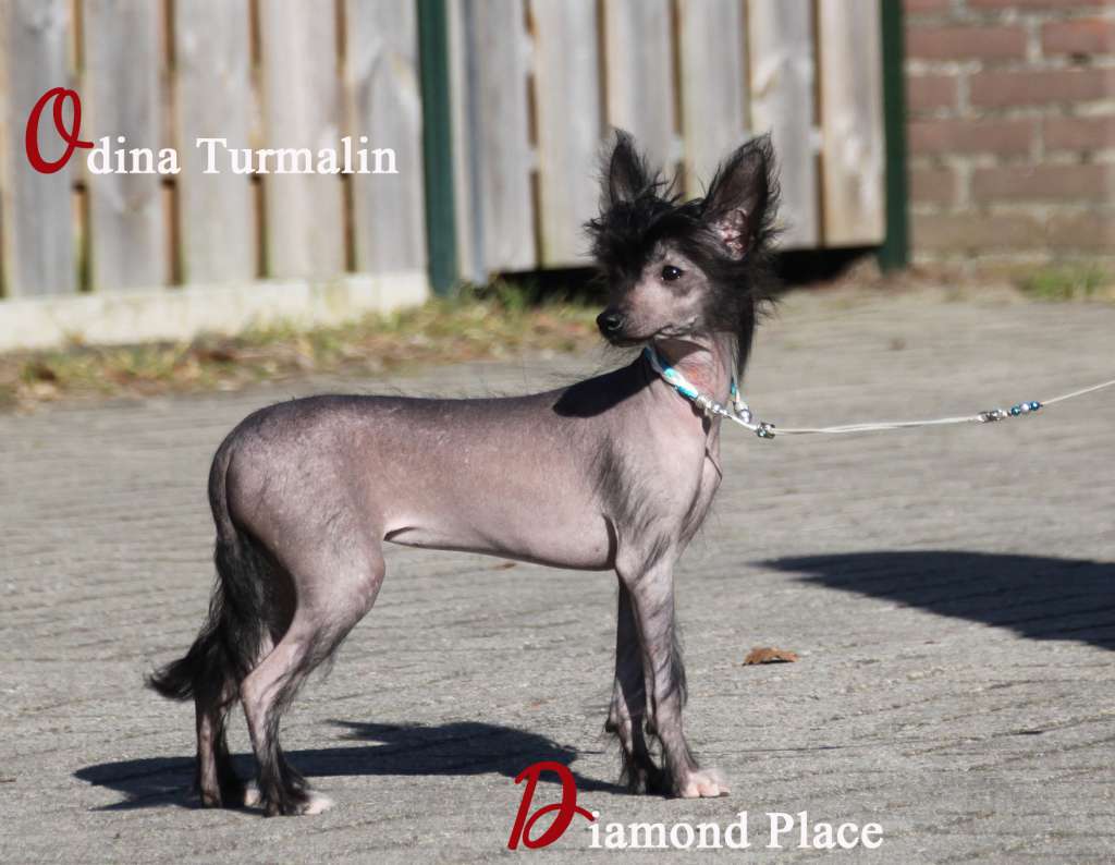 Odina Turmalin Diamond Place