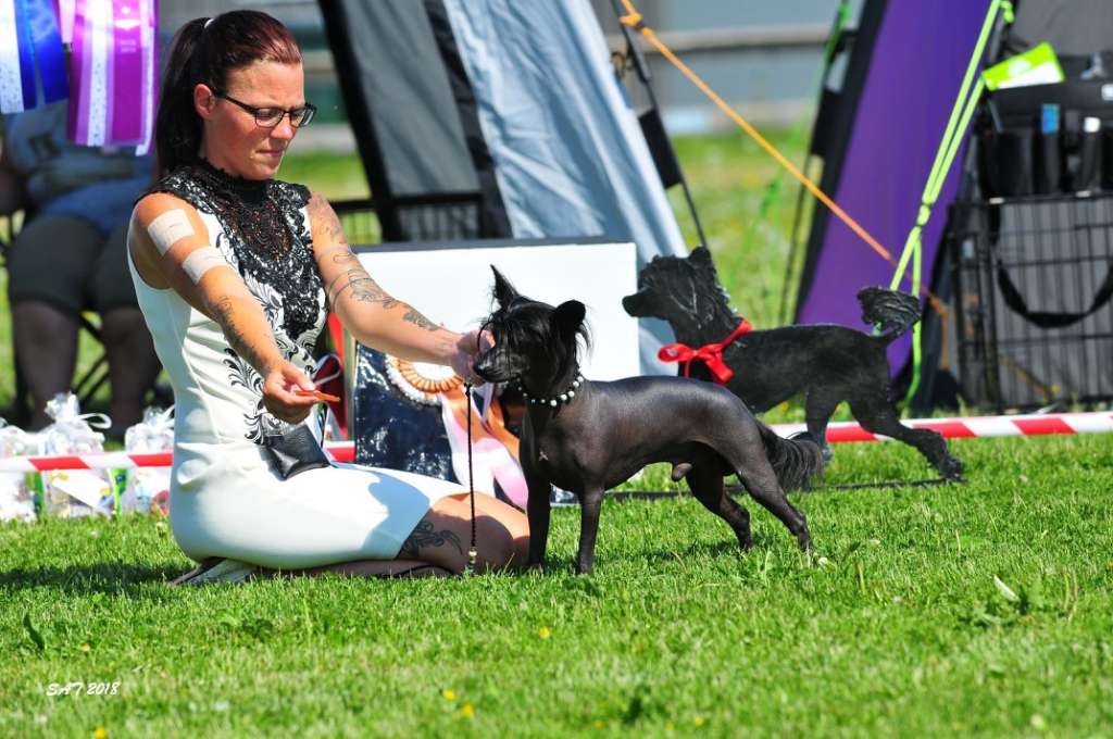 Little Dog Of Dream James Dean