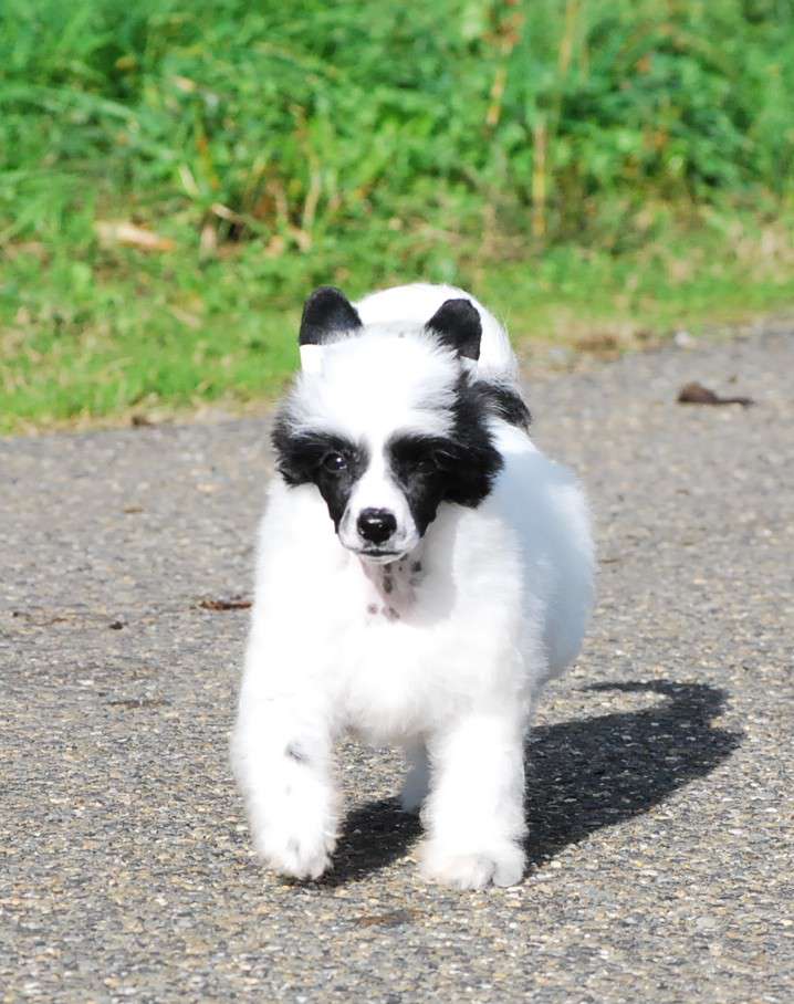 Little Dog Of Dream Jaora