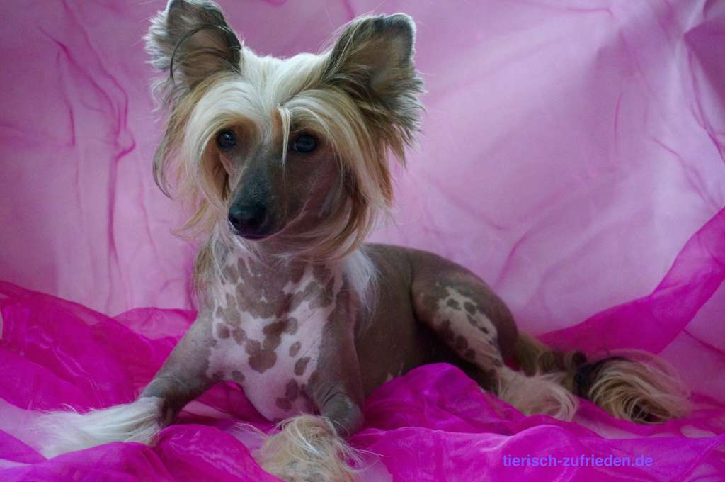 One and Only Friedel Fröhlich Princes de la Roses