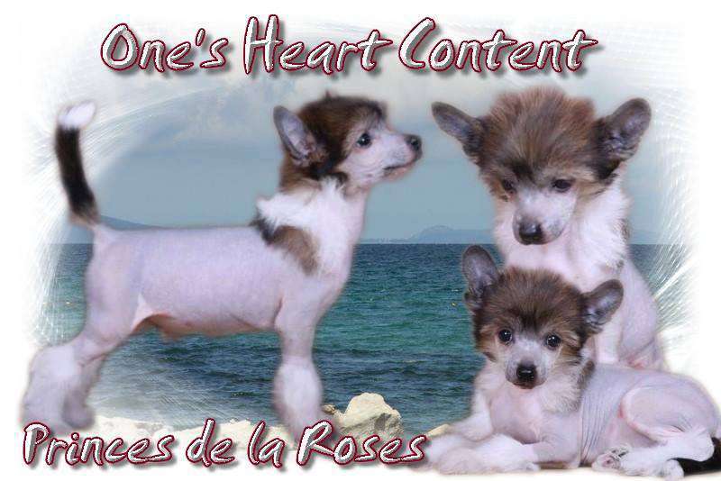 One's Heart Content Princes de la Roses