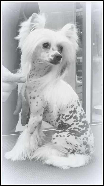 Jasmine Du Coeur Des Tenebres