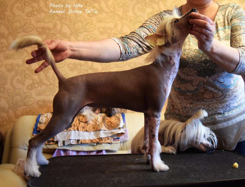 Bella  Divine TaiTai