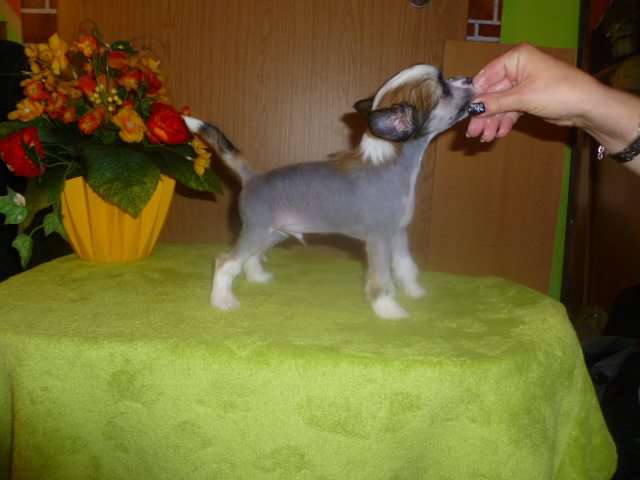 Apollo Domestic Angel