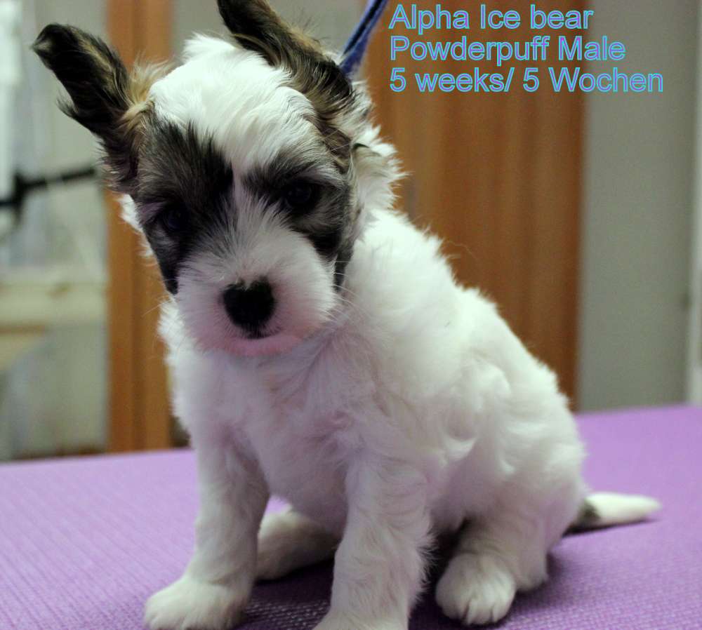 Alpha Ice Bear Bazora