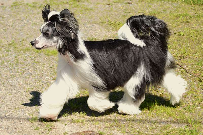 Valanyan Shakalaka Boom