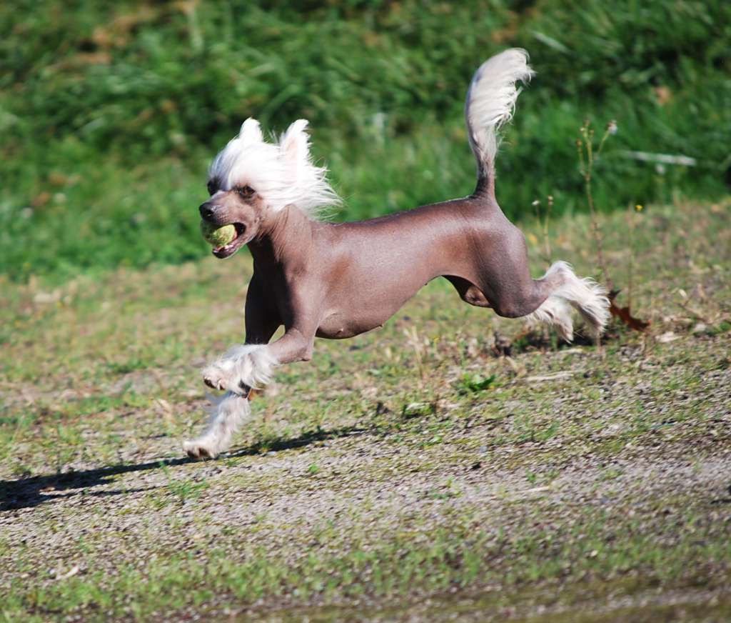 Little Dog Of Dream Julia Roberts