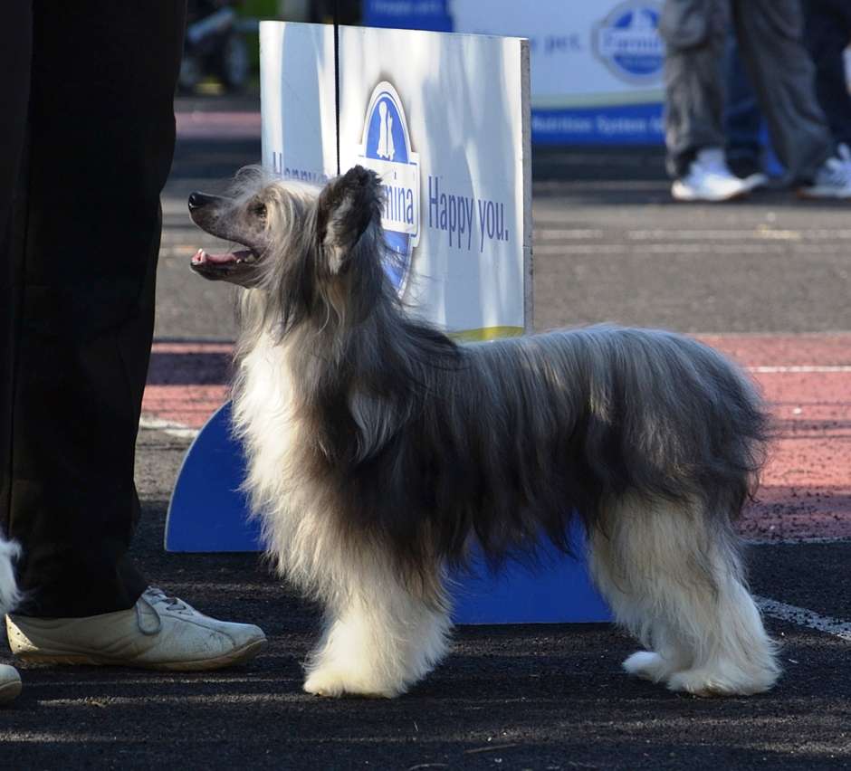Chico De Seda Mali Zmaj
