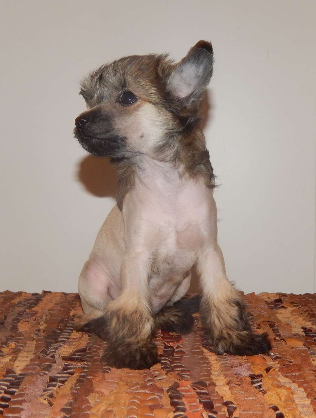 Chica De Oro Mali Zmaj