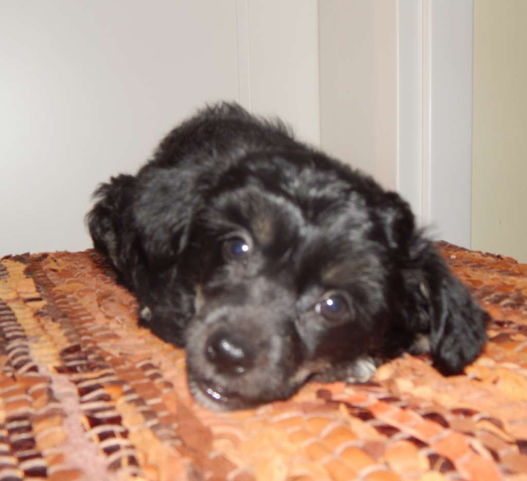 Chica De La Estrella Mali Zmaj