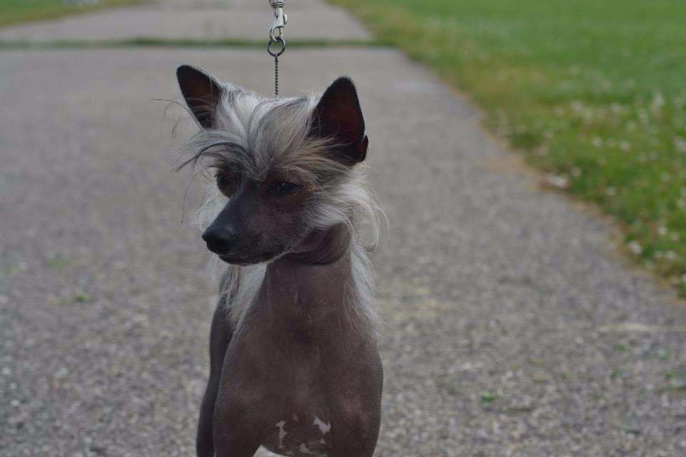 Famous Love Diamond of Coal