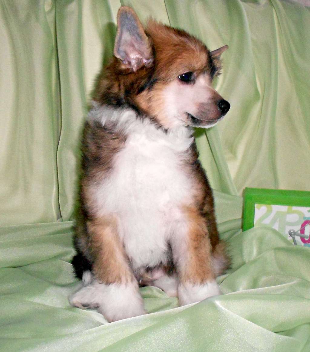 Irvina Vita Aragorn Kingly Valour