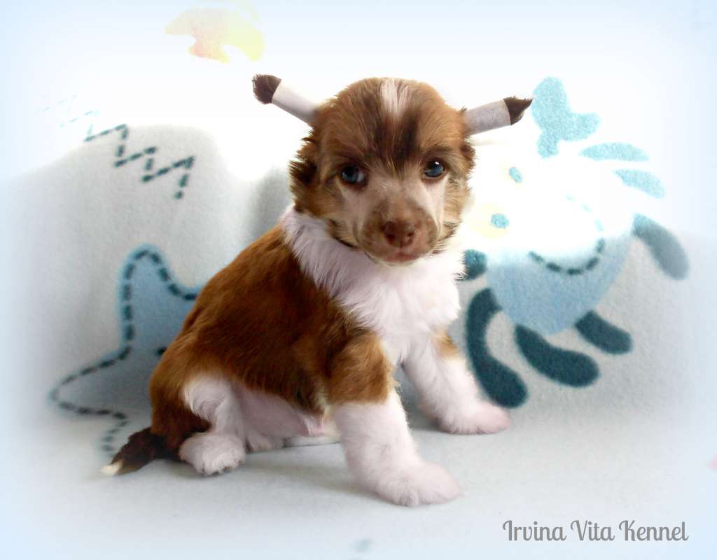 Irvina Vita Aikanar Ambarato