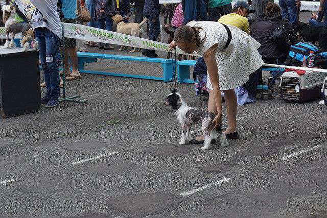 Yaroslava  Rigal Stens