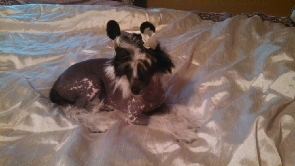 Shome's Spitting Image V Chantz Shaw