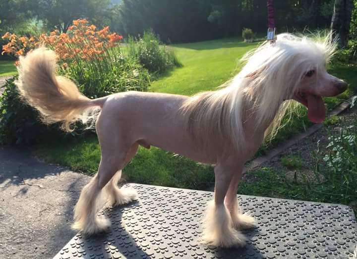 Famous Chocolate Love Affair