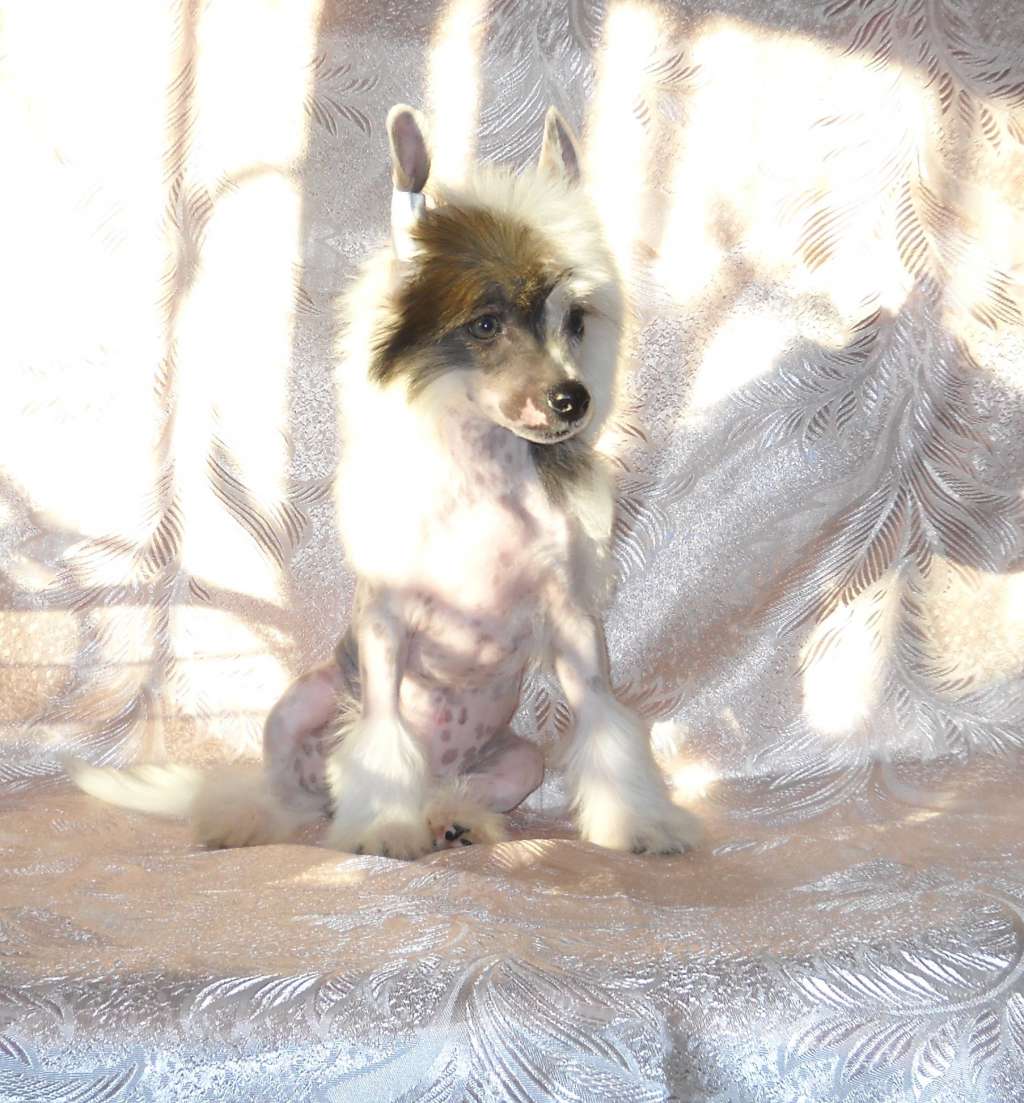 Riverenza Dom Risorto