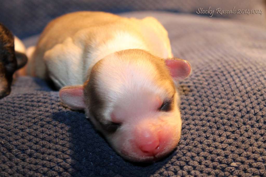 Stocky Rascals Noodles