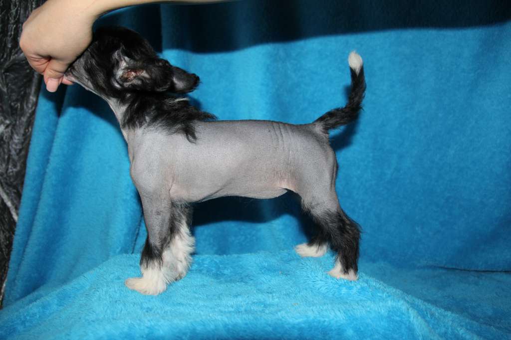 Aleksen Black Berry Merry