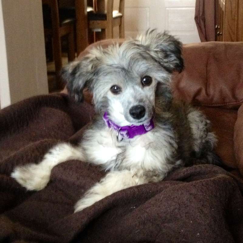 Konishiki Doughnut Girl