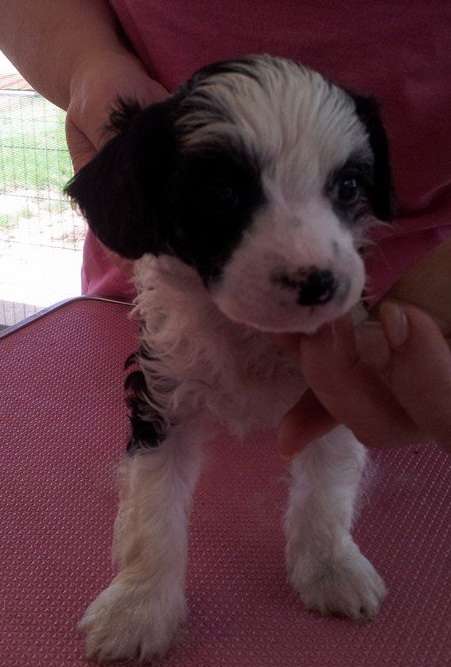 Xioma Heavy Metal Thunder