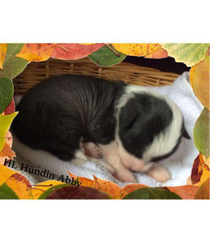 Abby von der Bergstadt