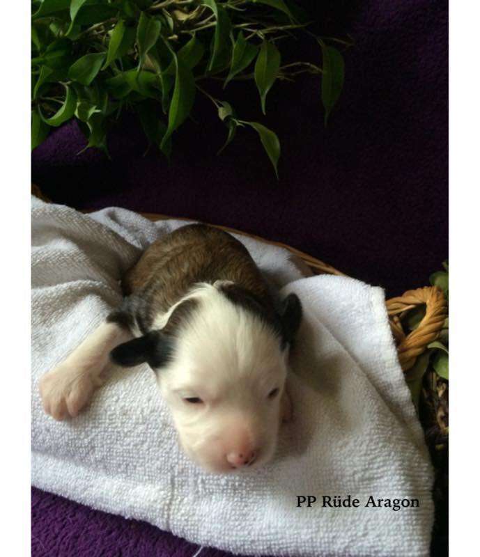 Aragon von der Bergstadt