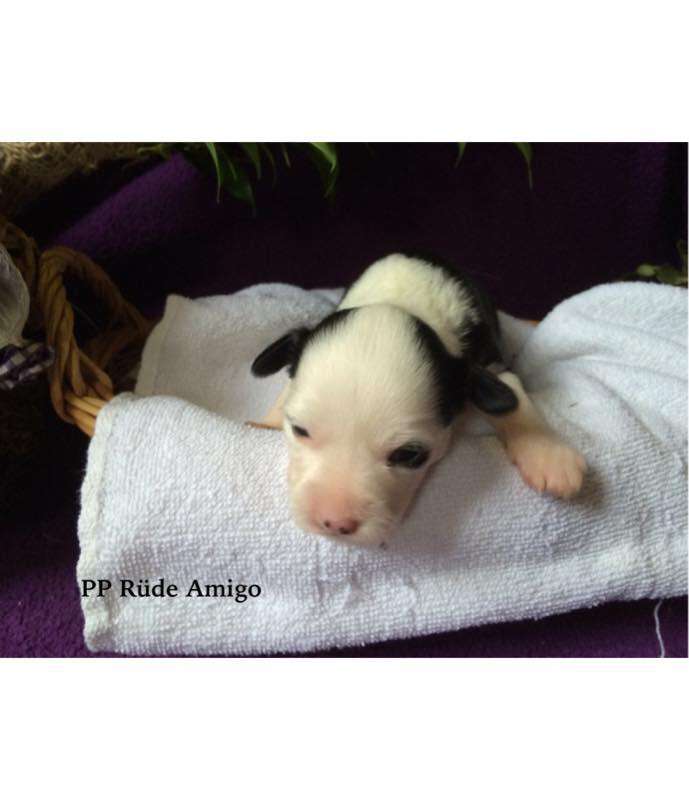 Amigo von der Bergstadt