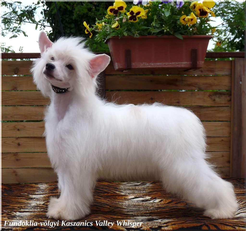 Fundoklia-völgyi Kaszanics  Valley Whisper