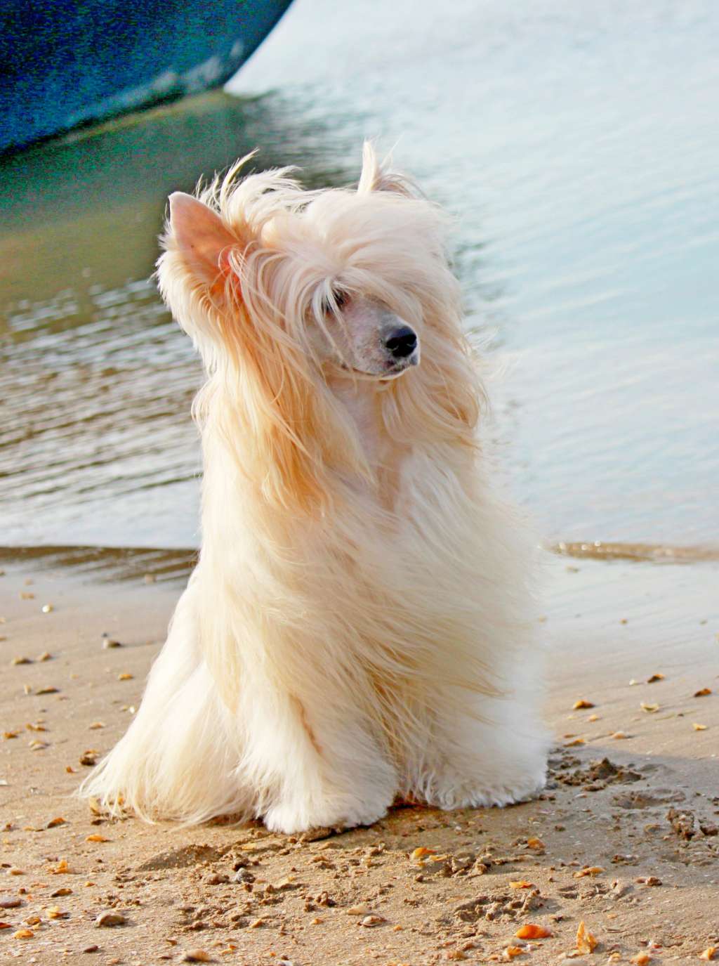 Incanto Del Mondo Karamel Butterfly