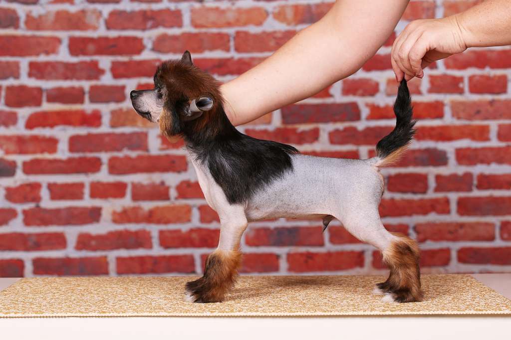 Incanto Del Mondo Consul in Rome