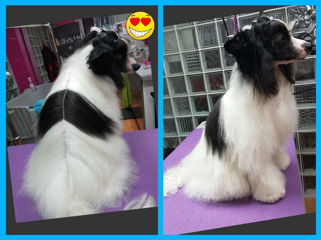 FALCO Caramella's Family