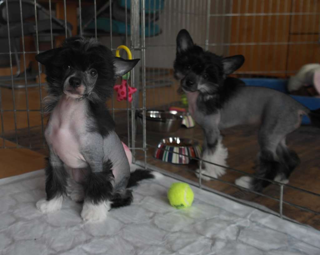 Fabulous OSCAR Caramella's Family