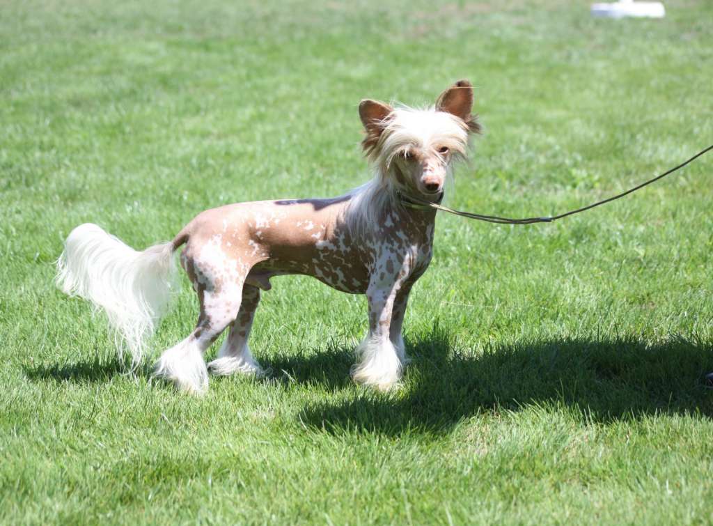 Be My Dog's Oy Oy Oy I Like My Toy