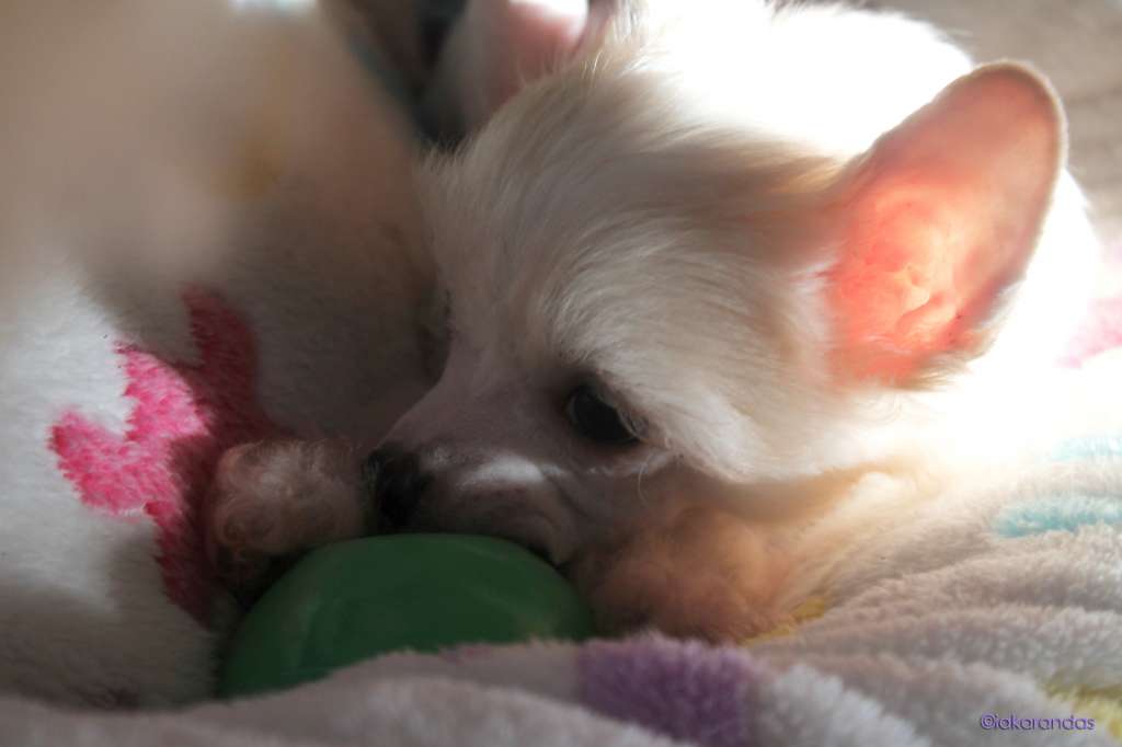 iakarandas Gorgeous Little Cookie