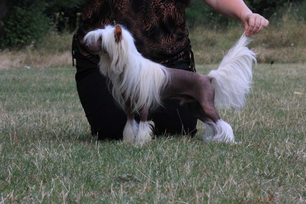 Valentino Alexandrian Sun Dog