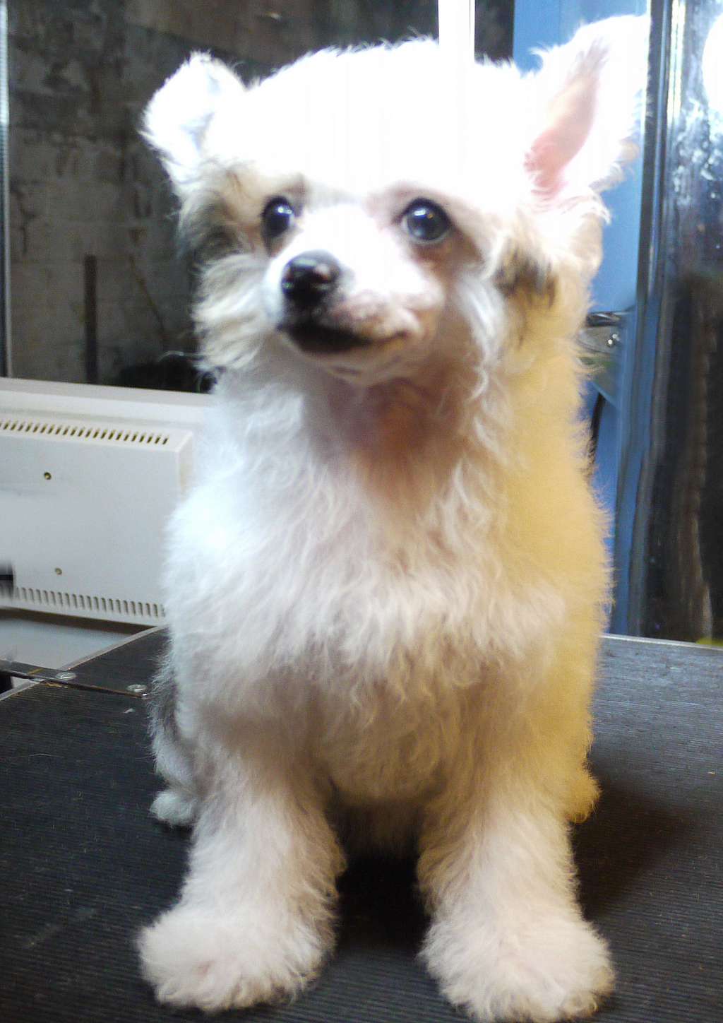 My Taijan Dreamer Little Charmings