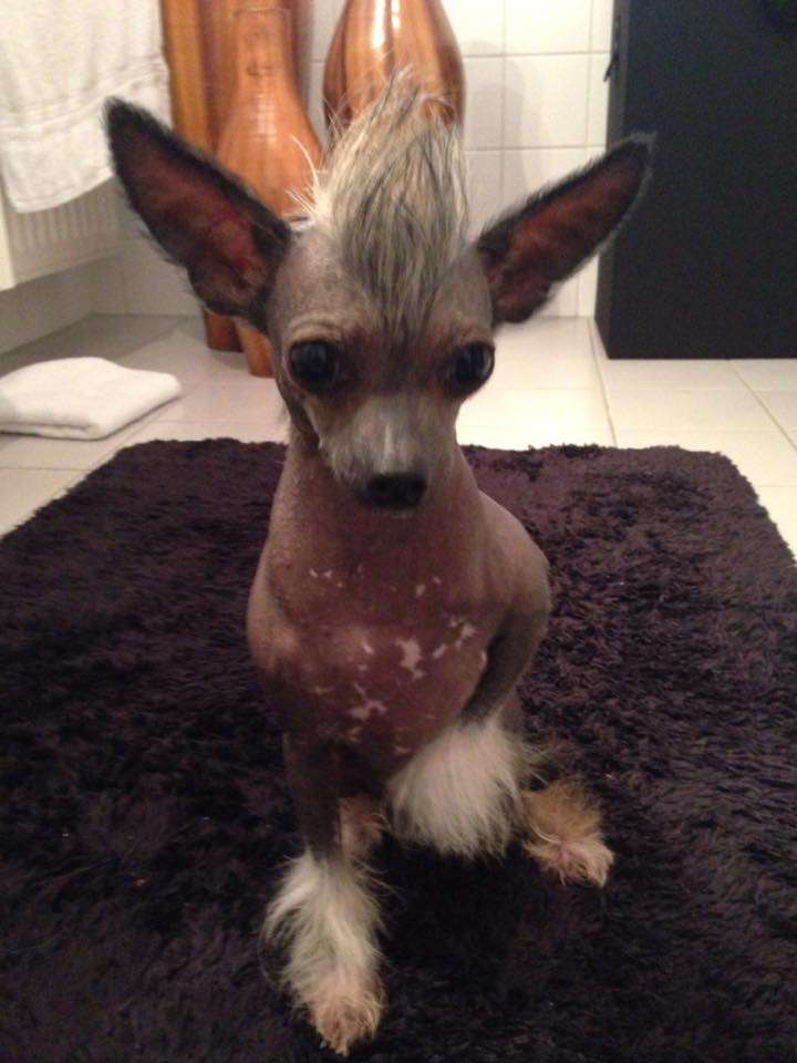 Vianne Vixen Of Gizzy's Home