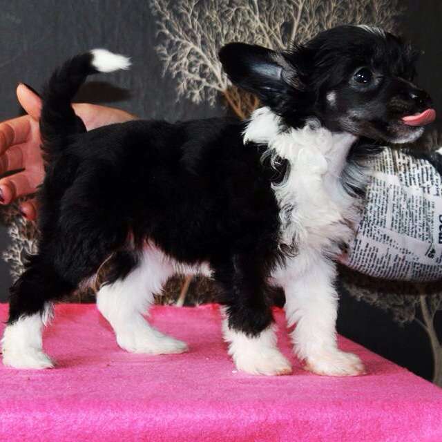 Ixtri's Chelsea Chick