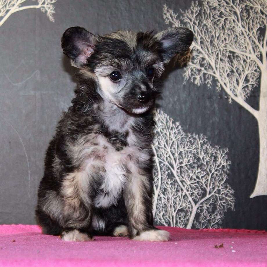 Ixtri's Classic Lady