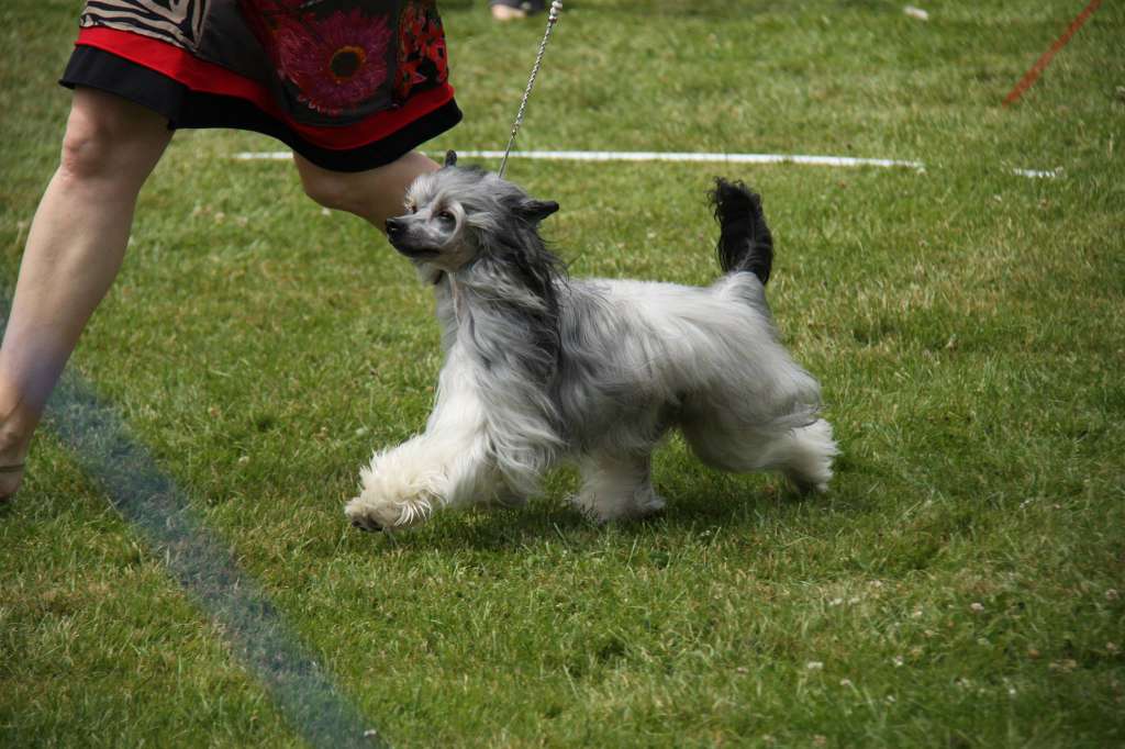 Picasso  Princes de la Roses