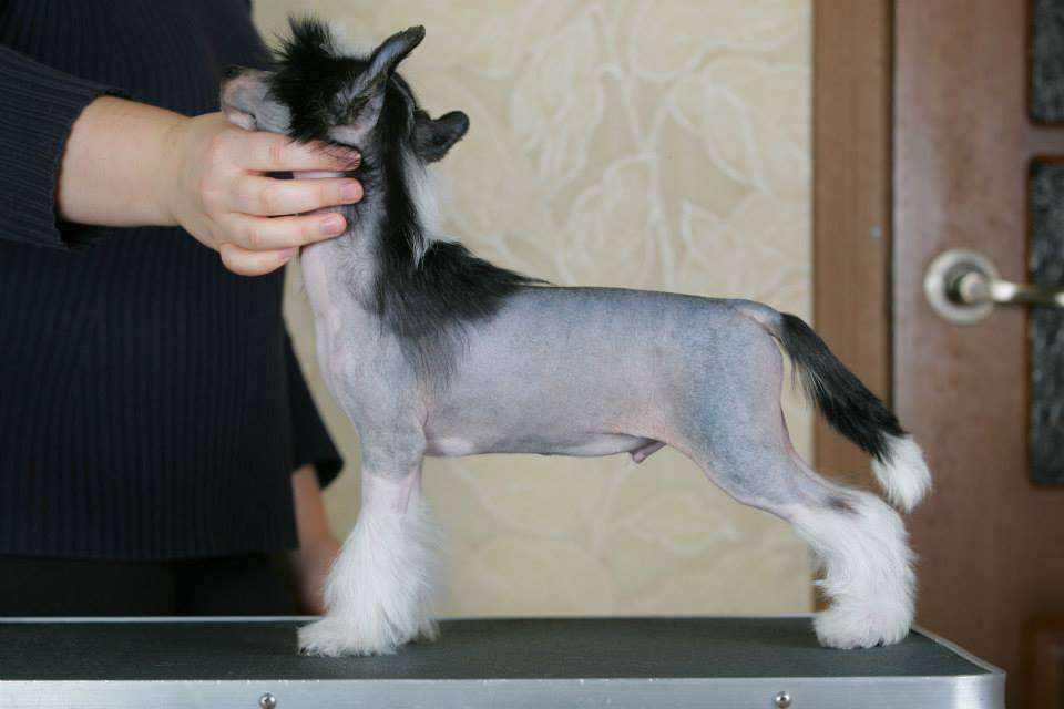 Famrus Siempre Primero